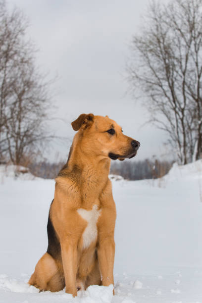 istock Cute mixed breed dog outside. Mongrel in the snow 1139175303