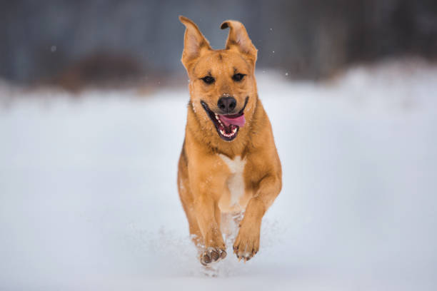 istock Cute mixed breed dog outside. Mongrel in the snow 1139175306