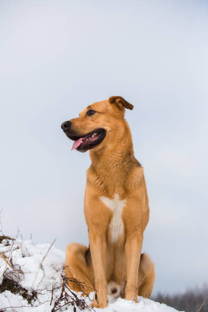 istock Cute mixed breed dog outside. Mongrel in the snow 1139175313