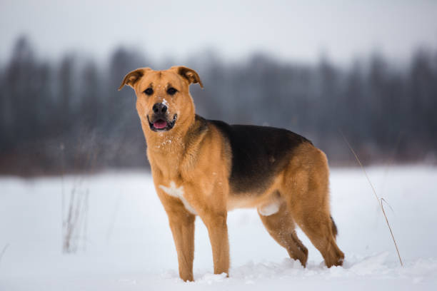 istock Cute mixed breed dog outside. Mongrel in the snow 1139175316