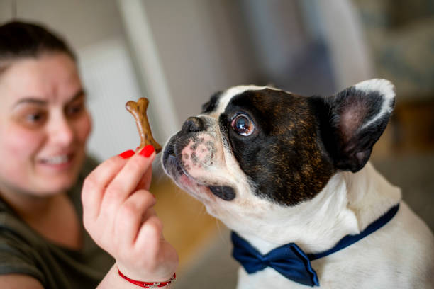 Owner with a treat for dog. French bulldog eating cookies.