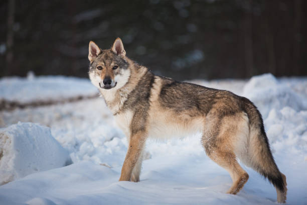 istock Grey Wolf, Canis lupus standing in a meadow on snow 1139175435