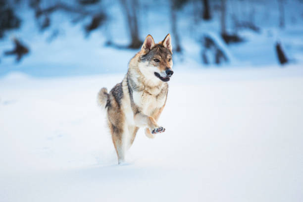 istock Grey Wolf, Canis lupus running at camera direction in a meadow on snow 1139175445