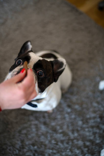 istock Owner with a treat for dog 1139176115