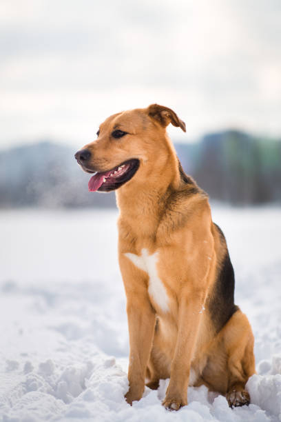 istock Cute mixed breed dog outside. Mongrel in the snow 1139176455
