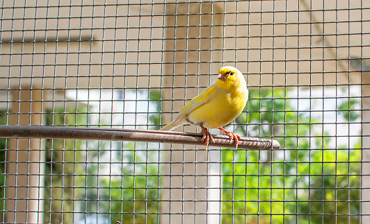 Canary bird inside a cage made of steel wires perched on a wooden stick