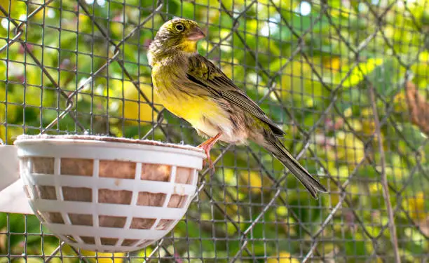 Photo of Canary bird inside a cage of steel wires