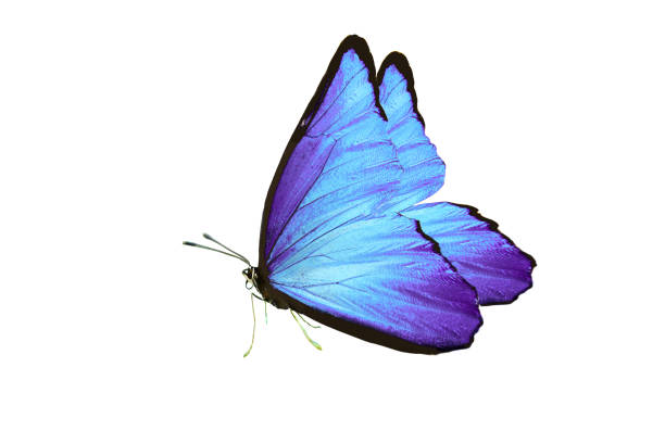 istock beautiful butterfly with blue wings and paws. isolated on white background 1139177313