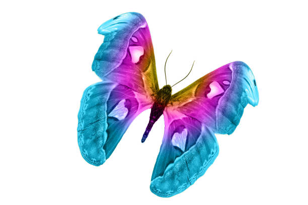 istock butterfly isolated on white background. isolated on white background 1139177326