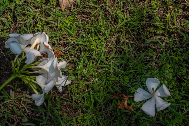 istock White Frangipani flower (Plumeria) or Liilawadii Thai name 1139178155
