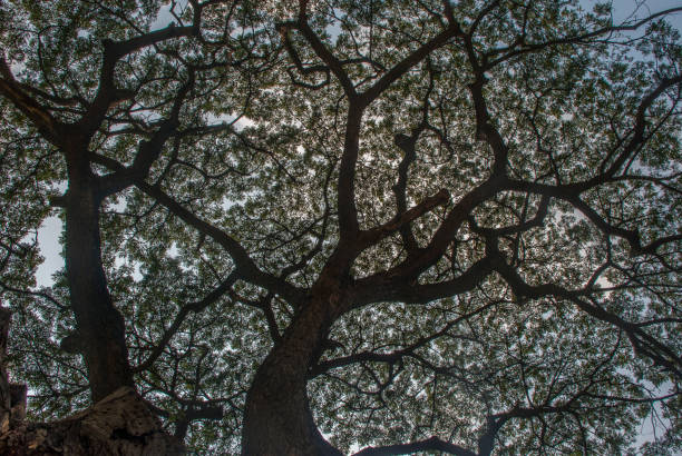 istock look up the tree at the park 1139178172