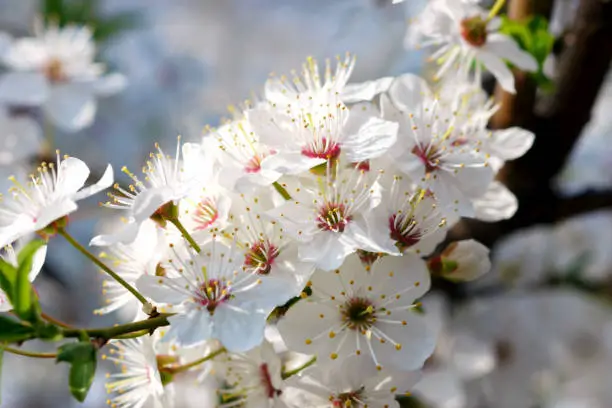 Close-Up of common hawthorn flowers