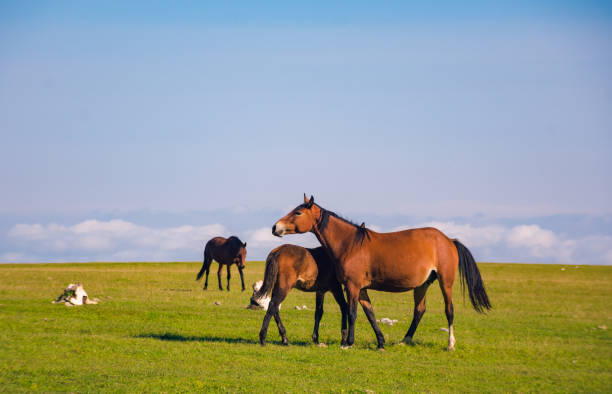 istock Horses in the mountains above the clouds 1139181898