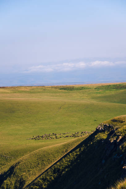 istock Sheep graze in the mountains on a summer morning 1139181935