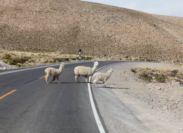 istock Llama walking in a street 1139183102