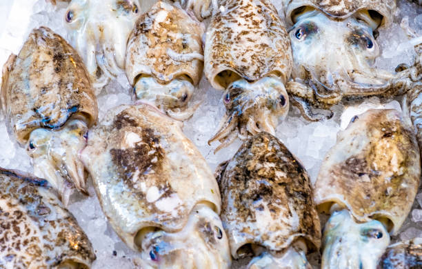 Cuttlefish in open seamarket Cuttlefish in open seamarket, Napoli lampuga stock pictures, royalty-free photos & images