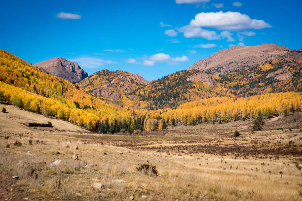 istock Autumn colors as aspen tree change in Colorado 1139184113