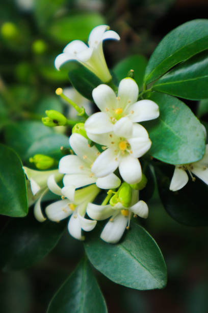 istock white flower in the garden 1139185190