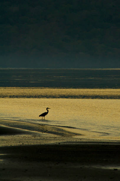 Black sand beach at Papagayo Bay at sunset.