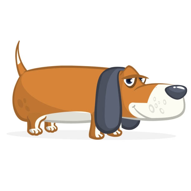 Cute Basset Hound dog cartoon Cute Basset Hound dog cartoon. Vector illustration isolated on white background cartoon basset hound walking stock illustrations