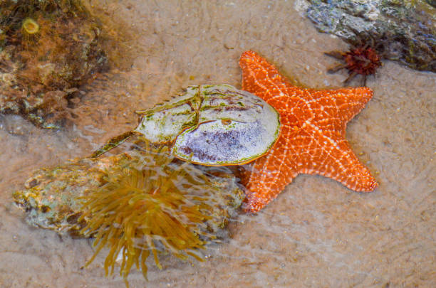 istock Tidal Pool with horseshoe crab, starfish, sand, sea anemone 1139189301
