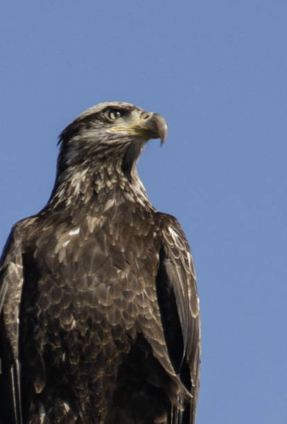 majestic Golden Eagle gazing westward
