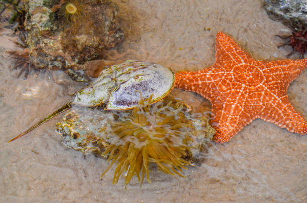 istock Tidal Pool with horseshoe crab, starfish, sand, sea anemone 1139189315