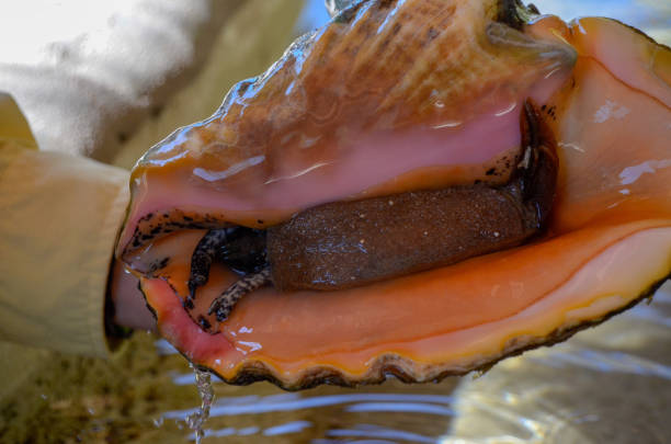 istock Close up of animal inside the Conch Shell 1139189316