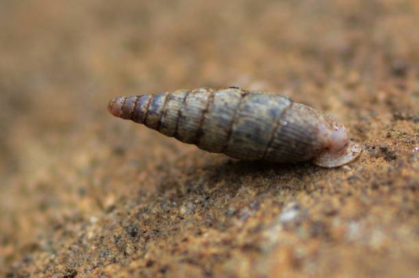 istock Little land snail 1139189479