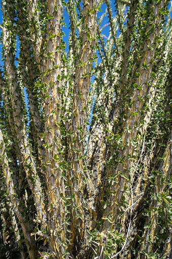 Close up of spiny, leafing Ocotillo plants during the spring California super bloom in Anza Borrego Desert State Park