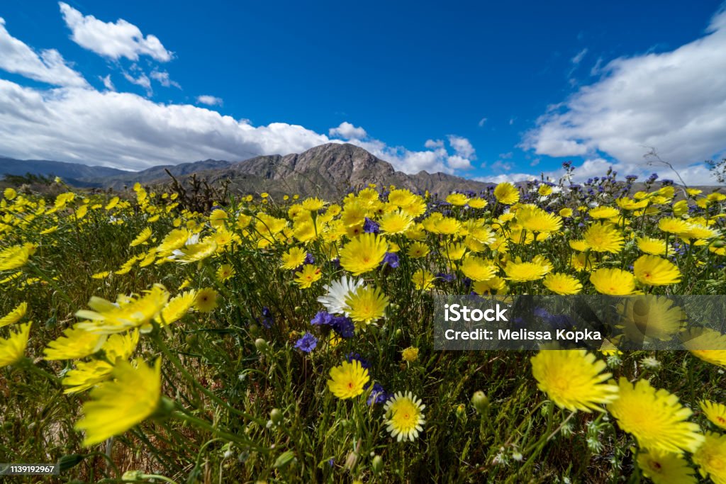Field of wildflowers in Anza Borrego State Park in California during the rare superbloom event on a sunny day. Shown - desert dandelion and wild Canterbury bells Anza Borrego Desert State Park Stock Photo