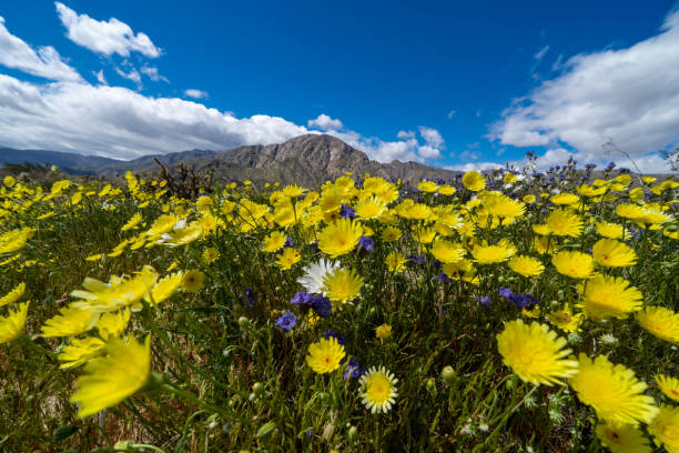 Field of wildflowers in Anza Borrego State Park in California during the rare superbloom event on a sunny day. Shown - desert dandelion and wild Canterbury bells Field of wildflowers in Anza Borrego State Park in California during the rare superbloom event on a sunny day. Shown - desert dandelion and wild Canterbury bells anza borrego desert state park photos stock pictures, royalty-free photos & images