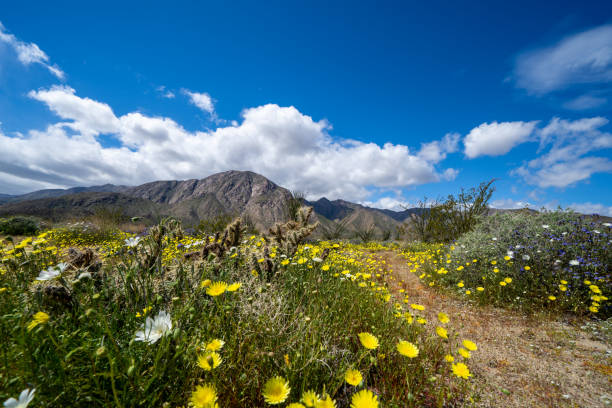 schotterweg wanderweg im anza borrego desert state park im frühjahr 2019 super blüte in kalifornien - wildflower california desert spring stock-fotos und bilder