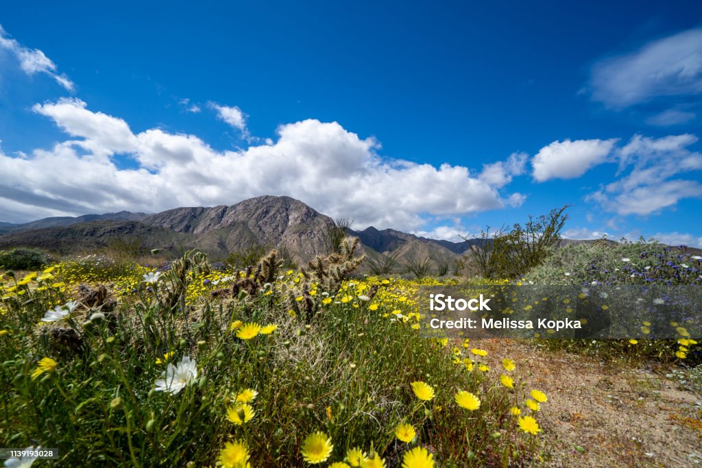 Dirt trail walking path in Anza Borrego Desert State Park during the spring 2019 super bloom in California Anza Borrego Desert State Park Stock Photo