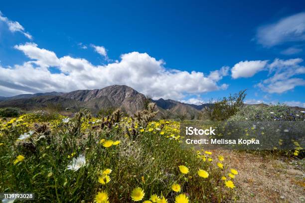 Dirt Trail Walking Path In Anza Borrego Desert State Park During The Spring 2019 Super Bloom In California Stock Photo - Download Image Now
