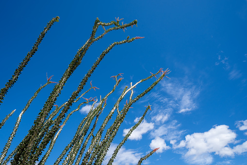 Leafing and blooming Ocotillo plants  stems and canes against a bright blue sky in Anza Borrego Desert State Park during the spring California superbloom