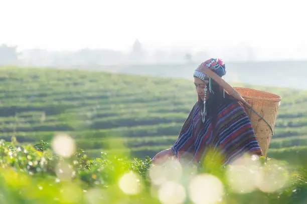 Photo of Asian woman working and picking tea leaf in farm tea plantation agriculture.