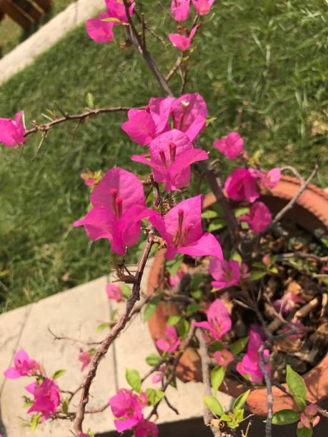 istock Plants,Leafs and flowers 1139196350