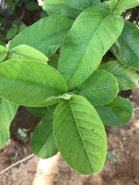istock Plants,Leafs and flowers 1139196492