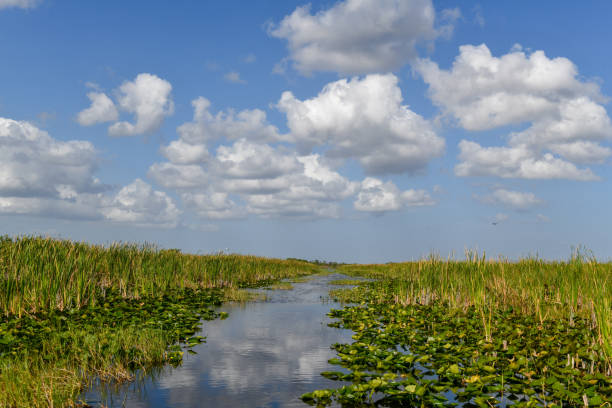 istock Everglades National Park - Florida 1139196586