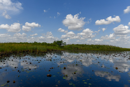 Florida wetland in the Everglades National Park in USA. Popular place for tourists, wild nature and animals.