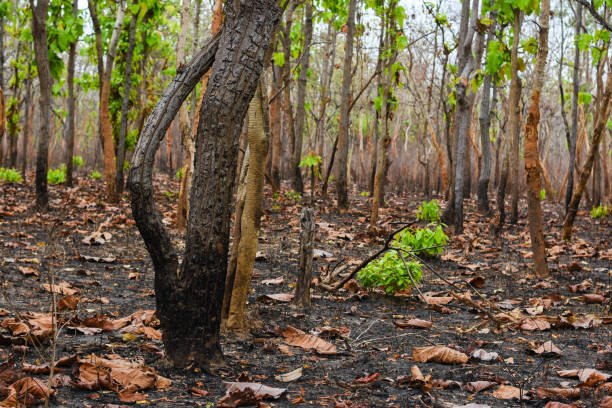 istock Mixed deciduous forest and deciduous forest in Southeast Asia 1139198887