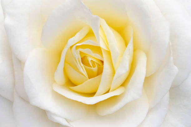 Macro image of Hybrid Tea Rose