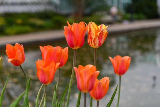istock Field of Tulips 1139200644