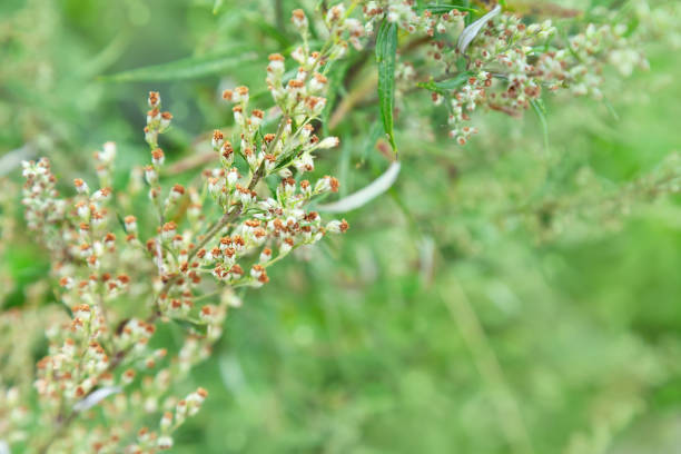 istock Green blurred background with forest herbs. Herbs in nature. Selective focus. Natural background with copy space. Plant background. 1139201323