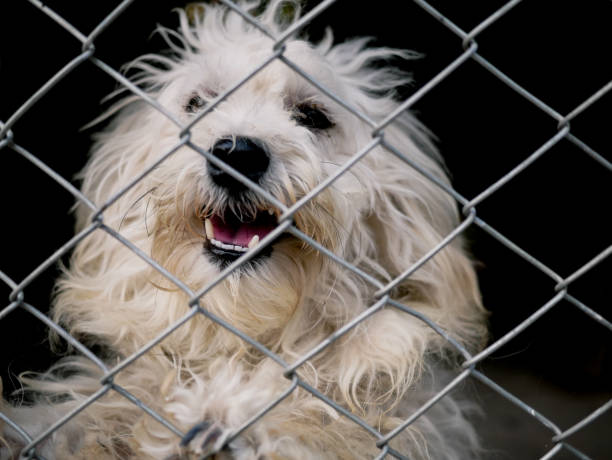 istock The long-haired brown dog is trapped in a cage. 1139201523