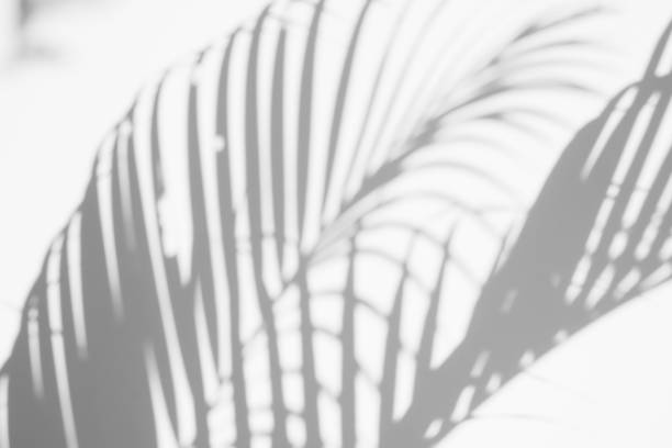 istock abstract background of shadows palm leaves on a white wall. White and Black 1139201552