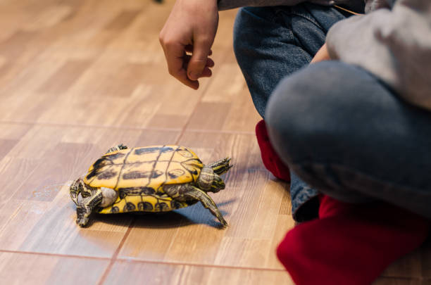istock a turtle on the floor at home 1139202727