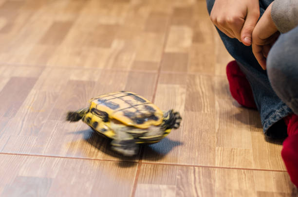 istock a turtle on the floor at home 1139202819