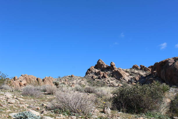 istock ROCKY RESPITE - JOSHUA TREE NP - 020419 B 1139208981